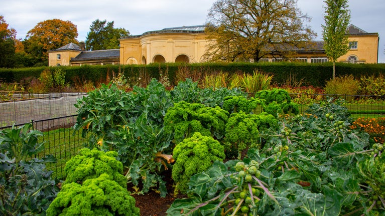 Vegetable bed in Nostell’s kitchen garden with tall curly kale and Brussels sprouts